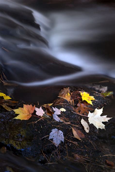 Autumn Leaves River Royalty Free Stock Photo