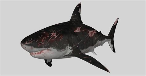 Shark 01 3d Cgtrader