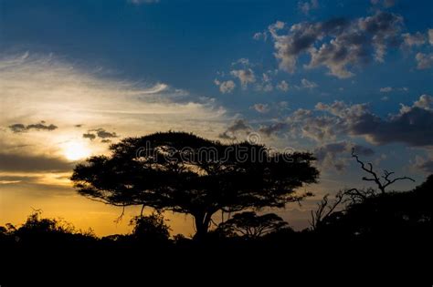 Acacia Tree In Africa Savannah Sunset Silhouette Stock Image Image Of