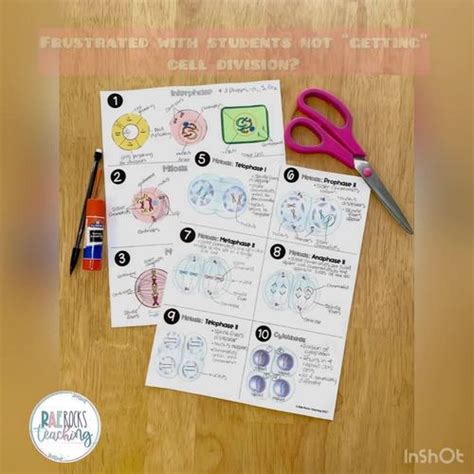 Cell Cycle Of Mitosis By Rae Rocks Teaching Tpt