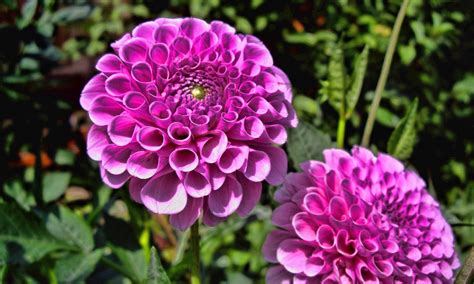 Dahlia Flower Hd Wallpapers Hd Wallpapers High Definition Free Background