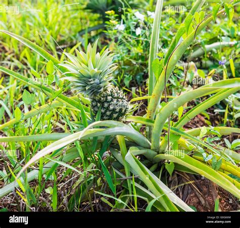 Pineapple Bush Hi Res Stock Photography And Images Alamy