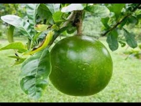 Manfaat buah labu untuk kesehatan dan khasiat buah labu untuk kecantikan kulit khasiat buah labu untuk mengobati sariawan serta sebagai peluruh air kencing sudah dikenal lama, kandungan buah. Khasiat Buah Jeruju | Pengobatan dan Khasiat Herbal