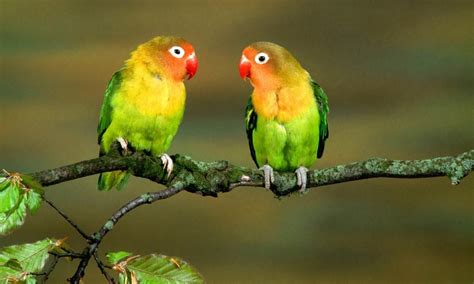 Love Birds Desktop Wallpapers Top Free Love Birds Desktop Backgrounds