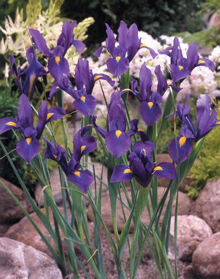Dutch Iris Bulbs Purple Sensation Spring Garden Bulbs Pack 20 South Eastern Horticultural