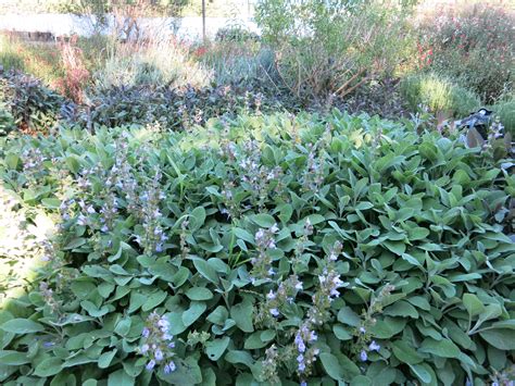 Berggarten Sage The Best Culinary Sage Mass Planted With Some