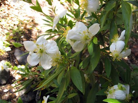 Try our grass seeds, royal flush mix sunflower seeds or mixed tiger flower bulbs to add variety and texture to your lawn or garden. Favorite California Native Plants I Design With in No. CA ...