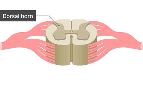 Most frequently referenced pages by external sources. Spinal Cord Gray Matter Anatomy