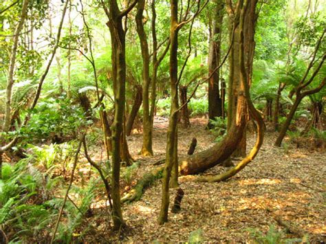 Victorian Rainforest Network