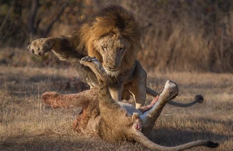 南アフリカのライオン、獲物を奪うために殺し合う中国網日本語