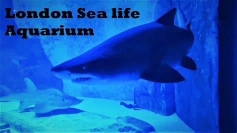 London Sea Life Aquarium A Full Virtual Tour Youtube