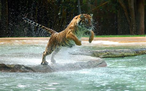 Wallpaper Of Jumping And Attacking Tiger All Best Desktop Wallpapers