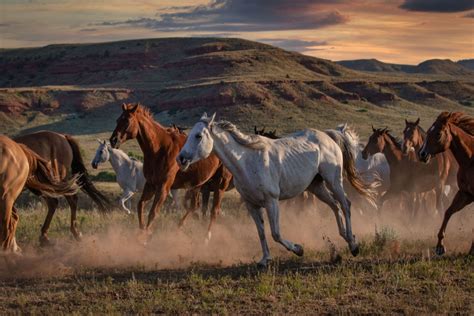 8 Places To See Wild Horses In North America Trueviralnews