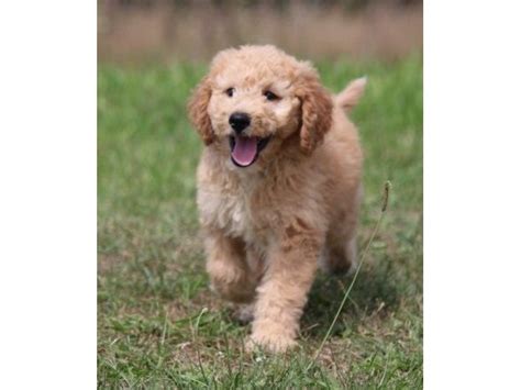 Goldendoodle puppies up for sale/adoption. Beautiful Goldendoodle Puppies for Sale - Animals - Acampo ...