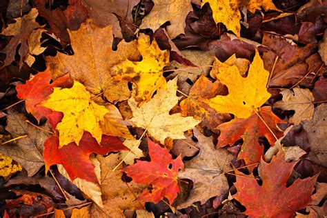 November Autumn Wallpapers Top Free November Autumn Backgrounds