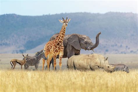 Baby Safari Animals Together In African Grasslands Photograph By Good