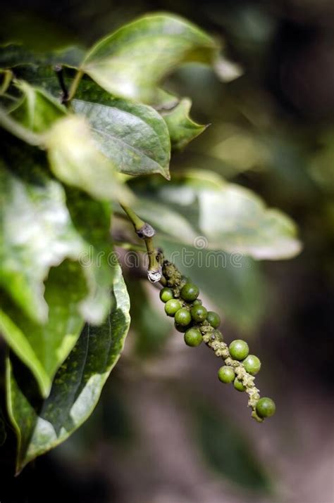 Peppercorn Pod Growing In Organic Pepper Farm In Kampot Cambodia Stock