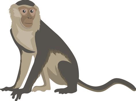 Download Png Transparent Free Capuchin Monkey Monkey Clipart- - Capuchin Monkey Monkey Clipart ...
