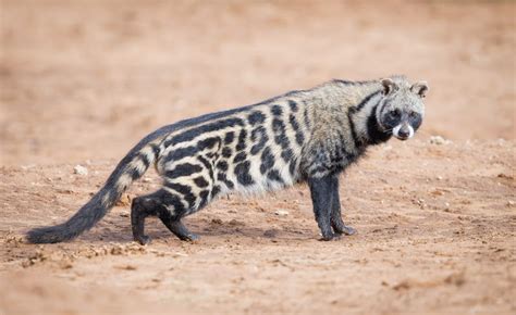 African Civet Fun Animals Wiki Videos Pictures Stories