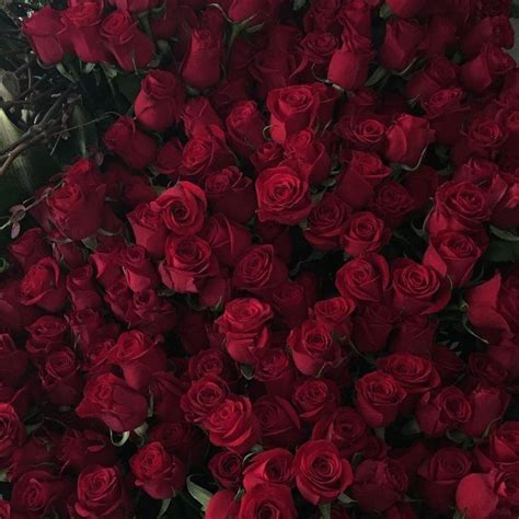 Aesthetic Flowers And Red Aesthetic Image Burgundy Aesthetic Rosé