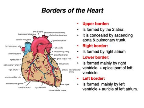 Ppt Anatomy Of The Heart Powerpoint Presentation Free Download Id