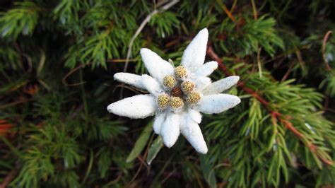 De edelweiss is in het wild een bijzondere en zeldzame bloem. The Edelweiss And Its Meaning | German Language Blog