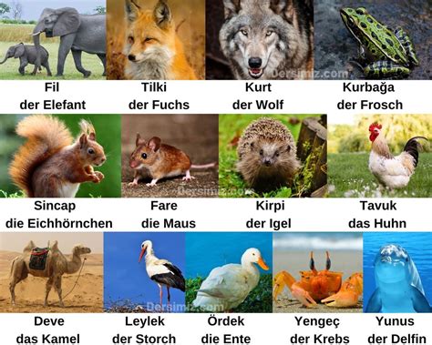Almanca Hayvanlar Tiere konulu ders ve çalışma notu konu özeti