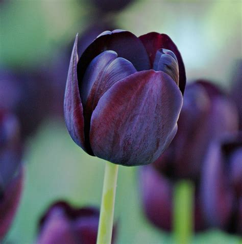 Dark Purple Tulip Photograph By Sandy Keeton Fine Art America