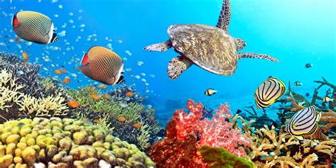 Sea Turtles Under A Coral Reef