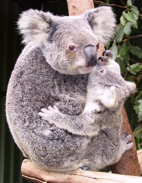 Il Koala Phascolarctos Cinereus Lega Nerd