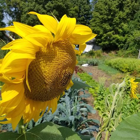 Chuxay Garden Mongolian Giant Sunflower Seed 100 Seeds