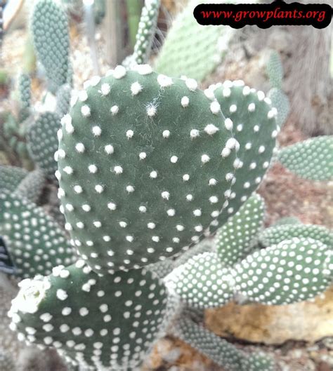 However, blocking some types of cookies may impact your experience of the site and the services we are able to offer. Opuntia microdasys - How to grow & care