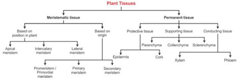 Anatomy Of Flowering Plants Biology Neet Class Topperlearning