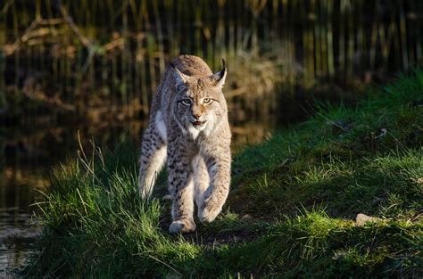 There are four species of lynx: Lynx commun (Boréal) : Fiche descriptive du félin + photos ...