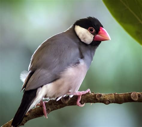 Flickriver Photoset Birds By Steve Wilson Over 10 Million Views
