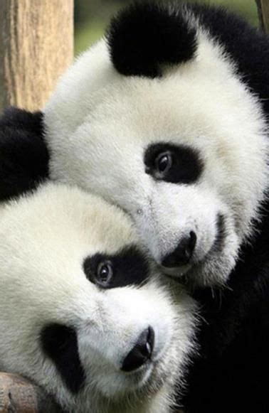 Gratis fullscreen modus geen registratie geen downloads. Pandas cuddling (met afbeeldingen) | Dieren mooi ...