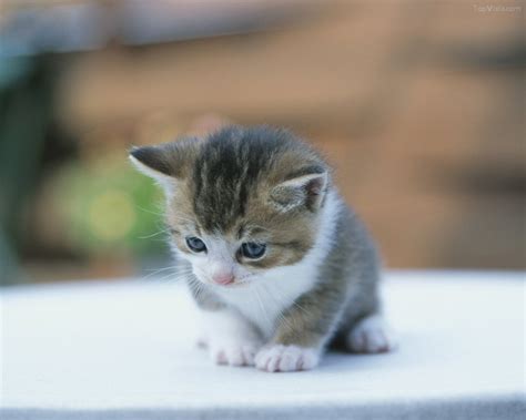 Gambar dp bbm doraemon menarik lucu menggemaskan 2019. Cute Cat Photo (Foto Kucing Lucu) - I.D.D.A.╚