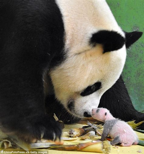 Rare Panda Triplets Pull Faces As They Continue To Grow In Incubator