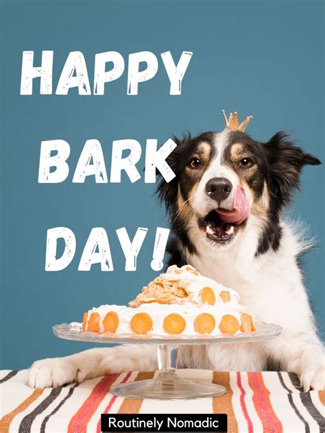 75 Perfect Funny Dog Birthday Puns For 2023 Routinely Nomadic