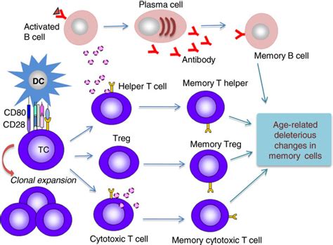 Interaction Of T Cell And Dendritic Cell Leading To T Cell Activation