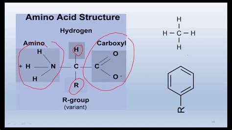 Biochemistry Amino Acids Part 1 A General Introduction To Their
