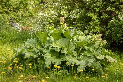 How To Grow Rhubarb From Seed Gardeners Path