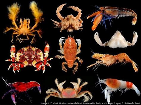 Interesting Facts About Crustaceans Just Fun Facts