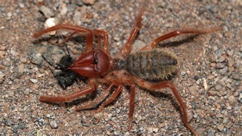 So, here is answer for a query how many stomachs does a cow have? Camel Spiders: Murderous Speed Demons of the Desert ...
