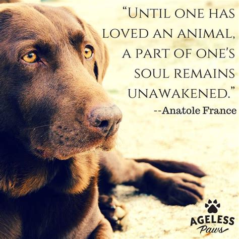 Check spelling or type a new query. "UNTIL ONE HAS LOVED AN ANIMAL, A PART OF ONE'S SOUL REMAINS UNAWAKENED." | Pet Quotes | Dog ...