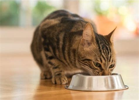 Feeding a wet diet discourages grazing, and most cats go wild for wet food, so picky eaters may not snub this pick. Tips For Finding the Best Cat Food for Weight Gain