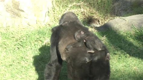 Baby Gorillas Death Is Latest In String Of Incidents At San Francisco