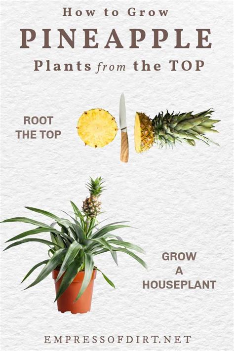 How To Grow A Pineapple From The Grocery Store With Pictures