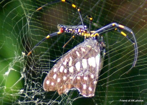 Photographic Wildlife Stories In Ukhong Kong Amazing Giant Golden Orb