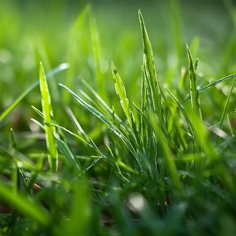 Kentucky Bluegrass Plant Complete Guide And Care Tips Urbanarm